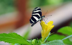 Preview wallpaper butterfly, flower, macro, insect, striped