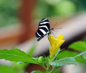 Preview wallpaper butterfly, flower, macro, insect, striped