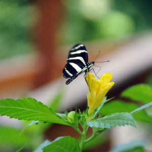 Preview wallpaper butterfly, flower, macro, insect, striped