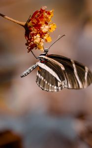 Preview wallpaper butterfly, flower, macro, insect, closeup