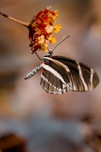 Preview wallpaper butterfly, flower, macro, insect, closeup