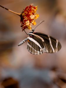 Preview wallpaper butterfly, flower, macro, insect, closeup