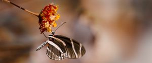 Preview wallpaper butterfly, flower, macro, insect, closeup