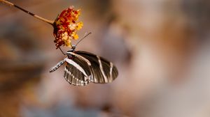 Preview wallpaper butterfly, flower, macro, insect, closeup