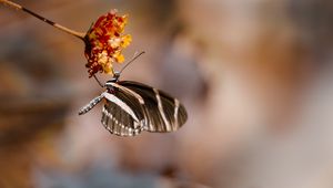 Preview wallpaper butterfly, flower, macro, insect, closeup