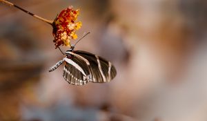 Preview wallpaper butterfly, flower, macro, insect, closeup