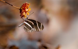 Preview wallpaper butterfly, flower, macro, insect, closeup