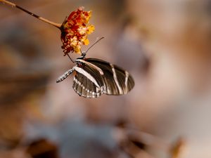 Preview wallpaper butterfly, flower, macro, insect, closeup