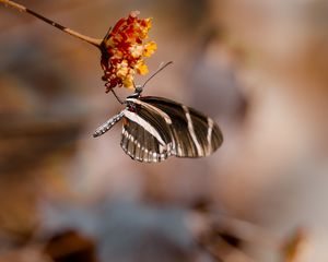 Preview wallpaper butterfly, flower, macro, insect, closeup