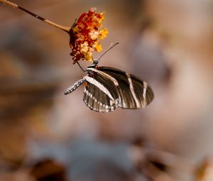 Preview wallpaper butterfly, flower, macro, insect, closeup