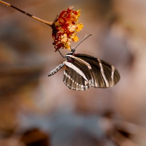 Preview wallpaper butterfly, flower, macro, insect, closeup