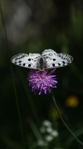 Preview wallpaper butterfly, flower, macro, plant, nature