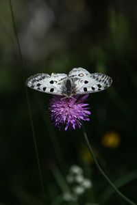 Preview wallpaper butterfly, flower, macro, plant, nature