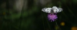 Preview wallpaper butterfly, flower, macro, plant, nature