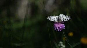Preview wallpaper butterfly, flower, macro, plant, nature