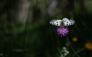 Preview wallpaper butterfly, flower, macro, plant, nature