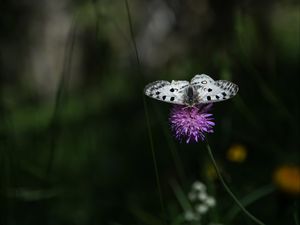 Preview wallpaper butterfly, flower, macro, plant, nature