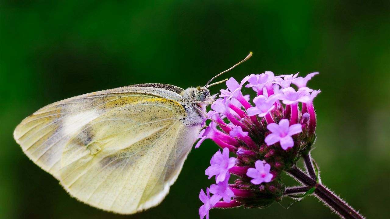 Wallpaper butterfly, flower, macro, wings hd, picture, image