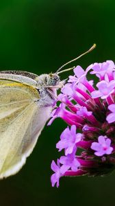 Preview wallpaper butterfly, flower, macro, wings