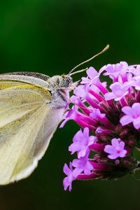 Preview wallpaper butterfly, flower, macro, wings