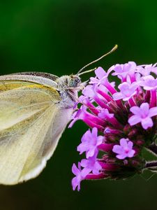 Preview wallpaper butterfly, flower, macro, wings