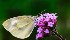 Preview wallpaper butterfly, flower, macro, wings