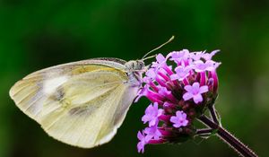 Preview wallpaper butterfly, flower, macro, wings