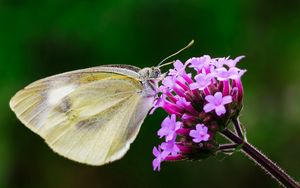 Preview wallpaper butterfly, flower, macro, wings