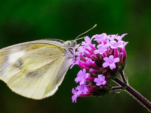 Preview wallpaper butterfly, flower, macro, wings