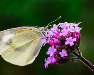 Preview wallpaper butterfly, flower, macro, wings