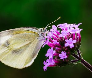 Preview wallpaper butterfly, flower, macro, wings