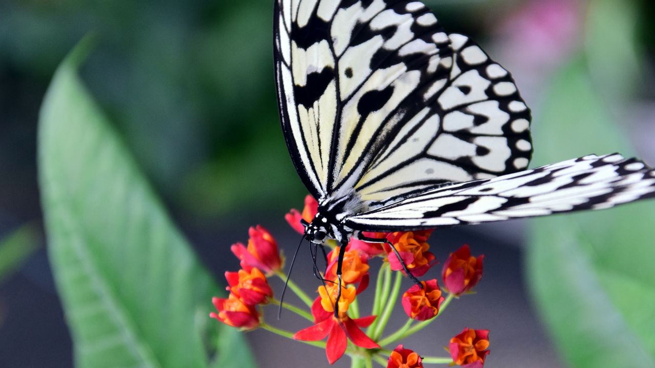 Wallpaper butterfly, flower, patterns