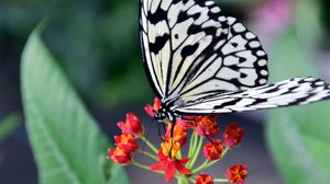 Preview wallpaper butterfly, flower, patterns