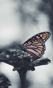 Preview wallpaper butterfly, flower, patterns, wings