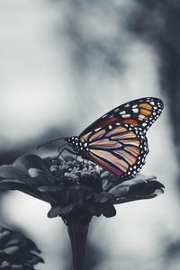Preview wallpaper butterfly, flower, patterns, wings