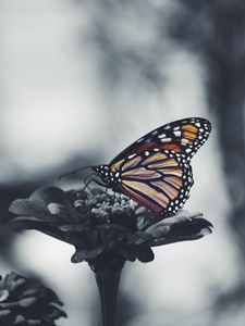 Preview wallpaper butterfly, flower, patterns, wings
