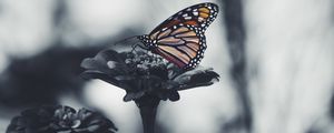 Preview wallpaper butterfly, flower, patterns, wings