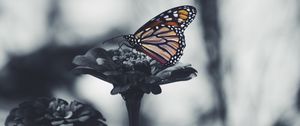 Preview wallpaper butterfly, flower, patterns, wings