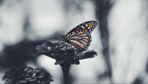 Preview wallpaper butterfly, flower, patterns, wings