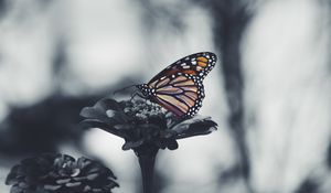 Preview wallpaper butterfly, flower, patterns, wings