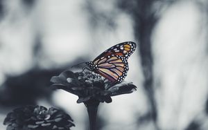 Preview wallpaper butterfly, flower, patterns, wings