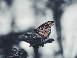 Preview wallpaper butterfly, flower, patterns, wings