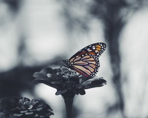 Preview wallpaper butterfly, flower, patterns, wings