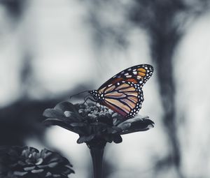 Preview wallpaper butterfly, flower, patterns, wings