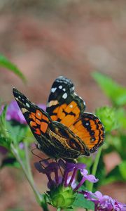 Preview wallpaper butterfly, flower, patterns