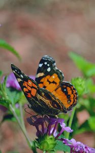 Preview wallpaper butterfly, flower, patterns