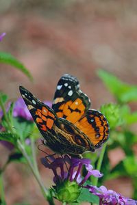 Preview wallpaper butterfly, flower, patterns