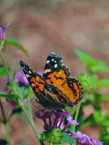 Preview wallpaper butterfly, flower, patterns