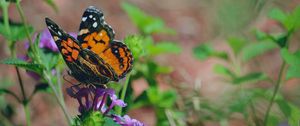Preview wallpaper butterfly, flower, patterns