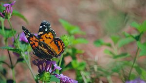 Preview wallpaper butterfly, flower, patterns